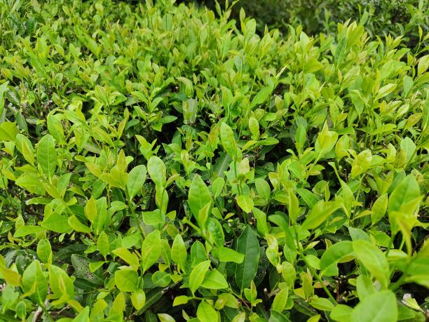 桂香18號.png 桂香18號.png