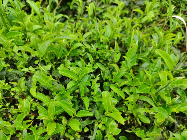 大瑤茶1.png 大瑤茶1.png