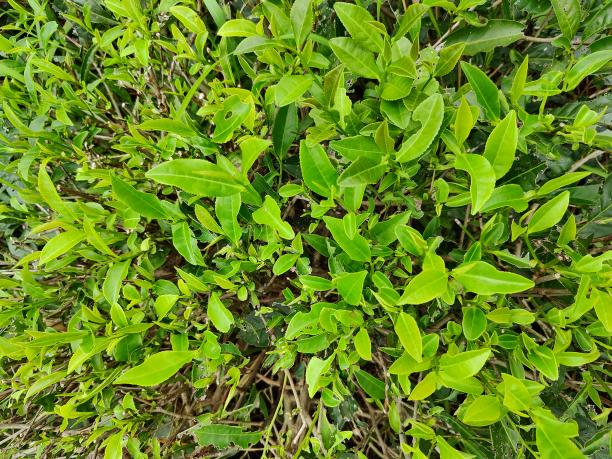 福云7號(hào).png 福云7號(hào).png