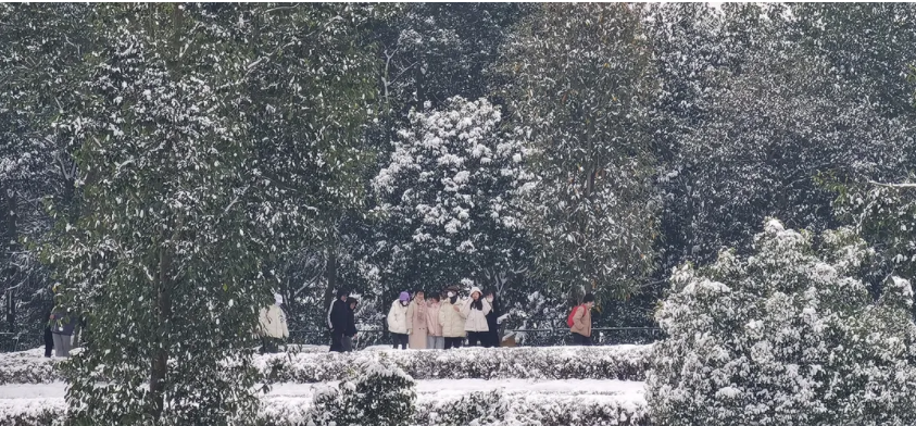 瑞雪兆茶樹，來年茶更甜