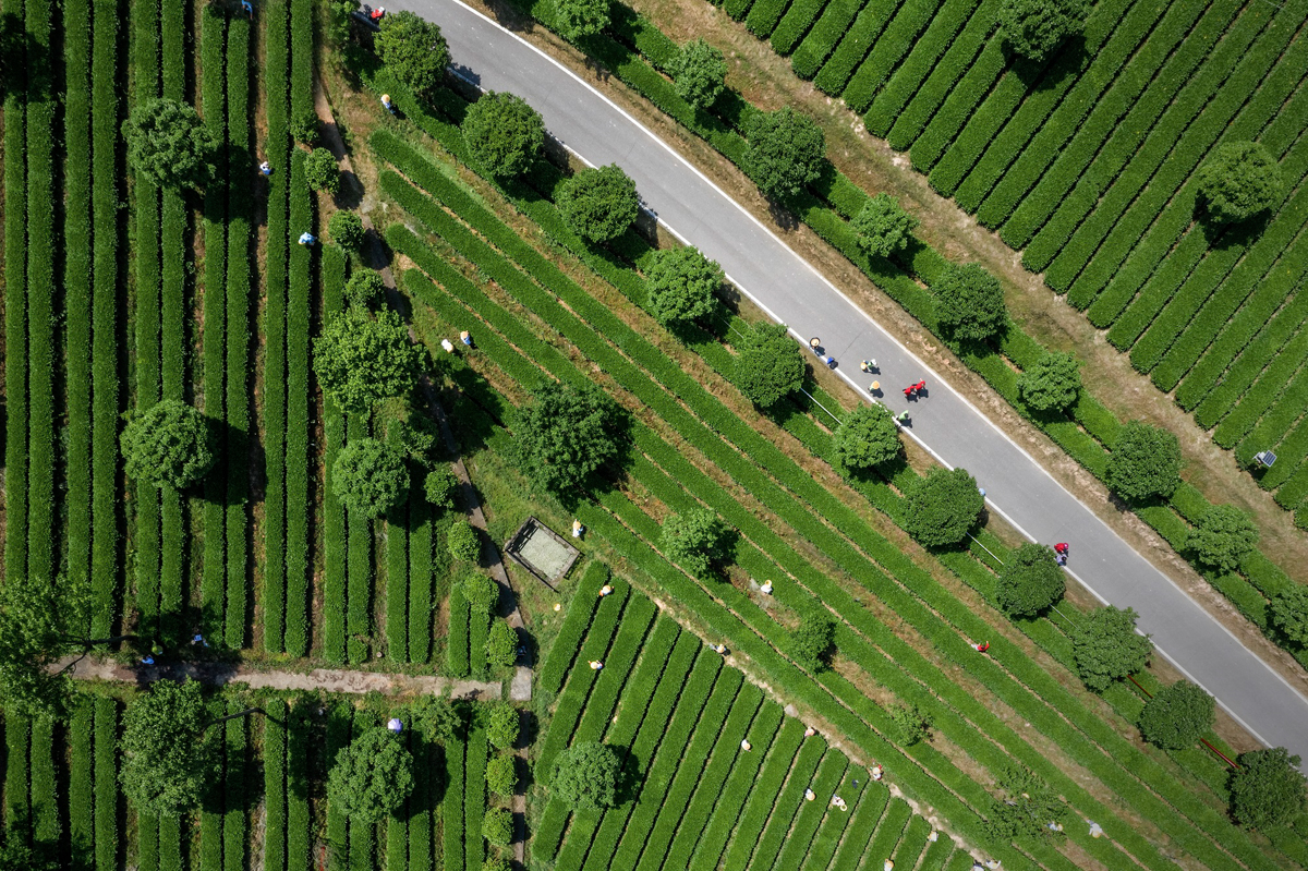 湘豐飛躍國家茶葉標準化基地(1).jpg 湘豐飛躍國家茶葉標準化基地(1).jpg
