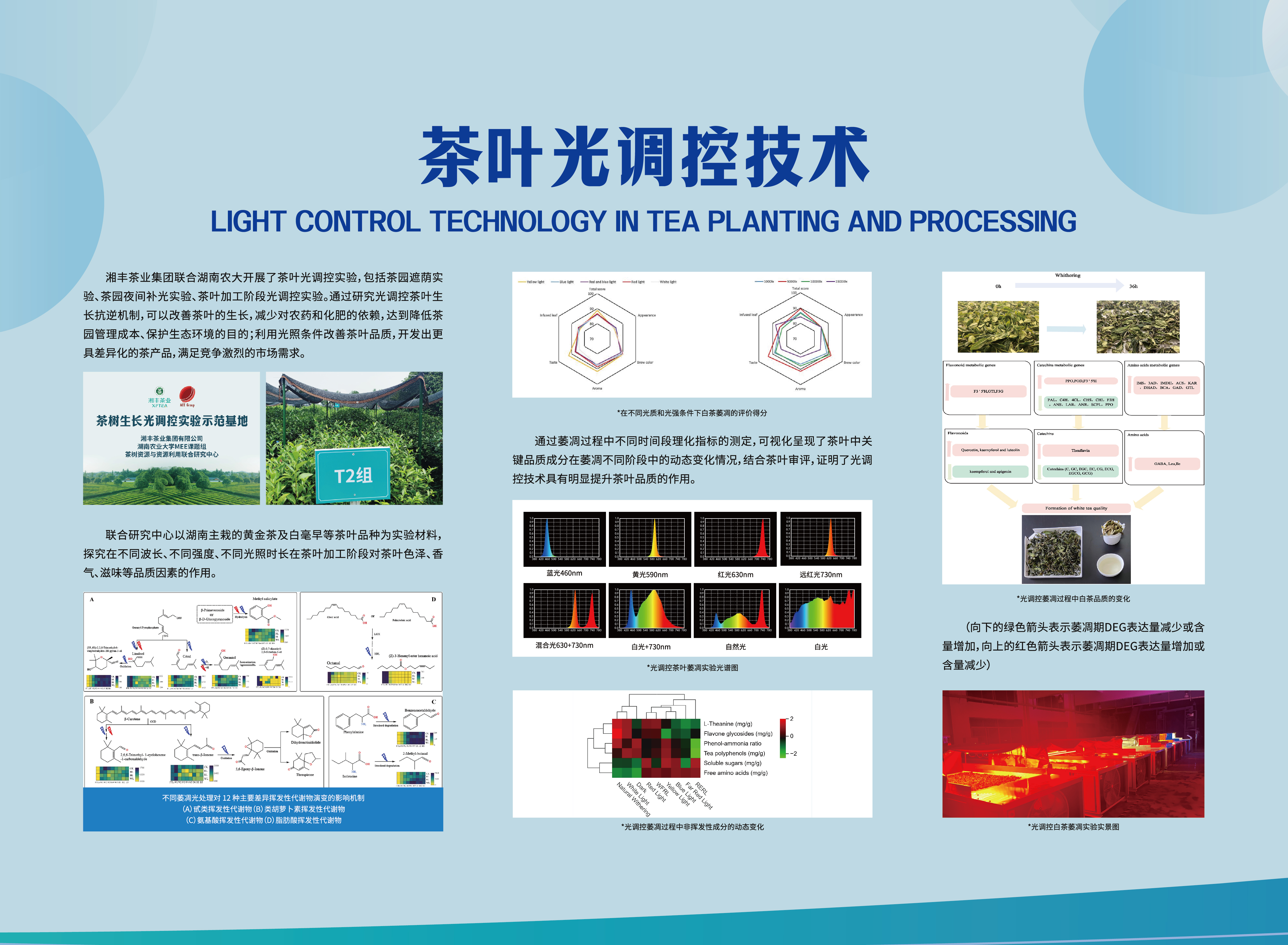 科技湘豐-茶葉光調控技術.jpg 科技湘豐-茶葉光調控技術.jpg